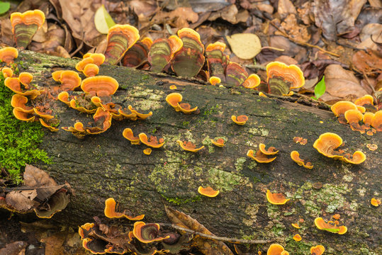 Mushrooms in the forest