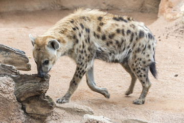 Spotted hyena, Africa