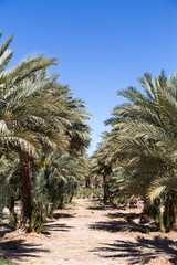 Fototapeta premium Palm Grove