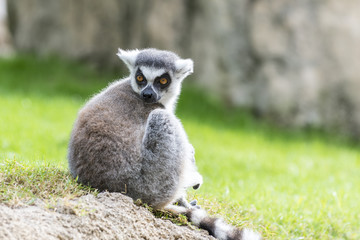 The ring-tailed lemur (catta). Madagascar. 