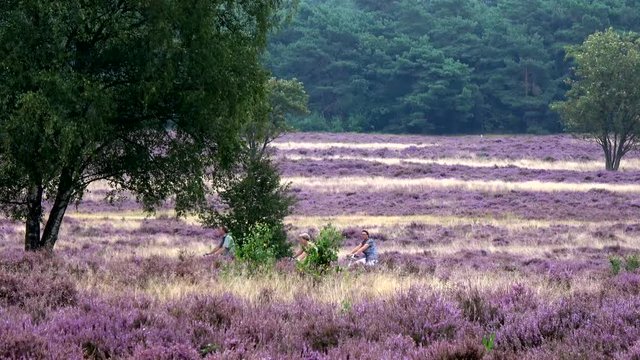 Purple heath landscape full of purple colored shrubland habitat vegetation heaths are widespread worldwide but are fast disappearing and considered rare habitat in Europe beautiful heathland 4k