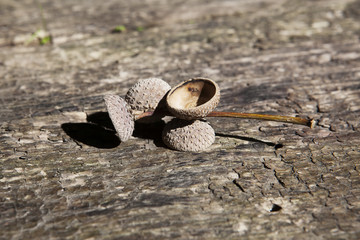 Obraz premium Acorn caps on a wooden background. 