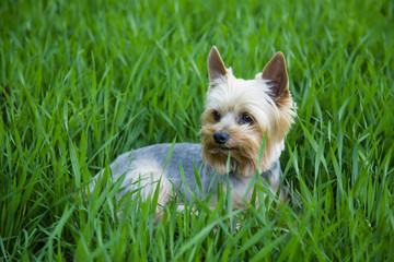 Yorkshire terrier in the green grass