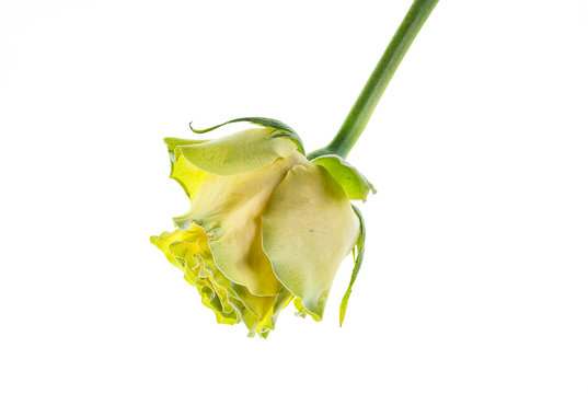 Yellow And Green Rose on white background