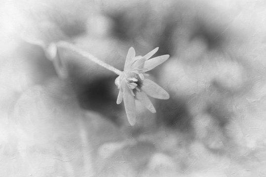 Spring flower on textured background in black-and-white
