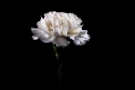 White carnation against black background, close-up