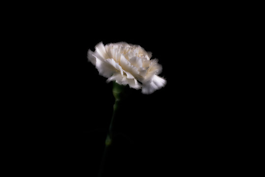 White carnation against black background