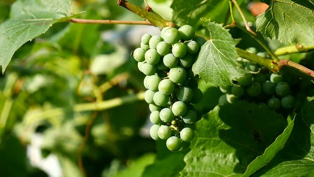 green branch of a large grape video
