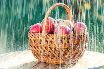 Летний дождь и корзина с яблоками