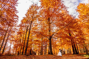 Red and golden tall trees hang over the beautiful wedding couple