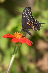 Obraz na płótnie Canvas Black Swallowtail