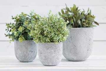 Pot plants in white pots and concrete on a background of white b