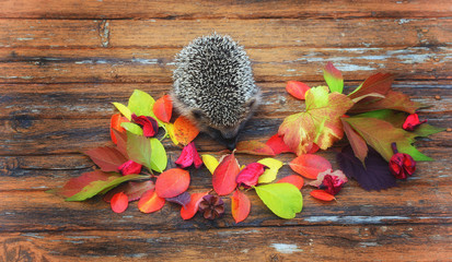 hedgehog on the old wooden background in grunge style with autumn leaves rural retro style