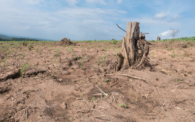 tree stump in deforested mountain hill.