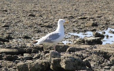 Fototapeta premium Silbermöwe am Steinstrand in Nahaufnahme