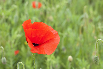 Field of wildflowers with poppies