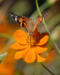 Obraz premium American Painted Lady