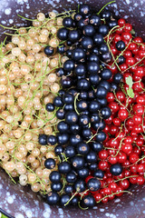 fresh berries three types currants top view flat style overhead