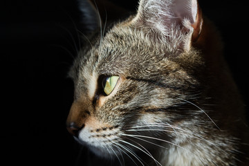 portrait of a cat