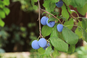 plums on the tree shallow depth of field Summer village