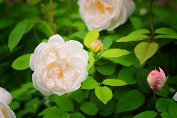 delicate tea rose in the garden gentle pink shallow depth of field Summer