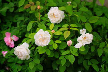 Obraz na płótnie Canvas delicate tea rose in the garden gentle pink shallow depth of field Summer