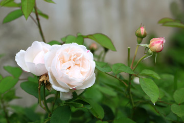 delicate tea rose in the garden gentle pink shallow depth of field Summer
