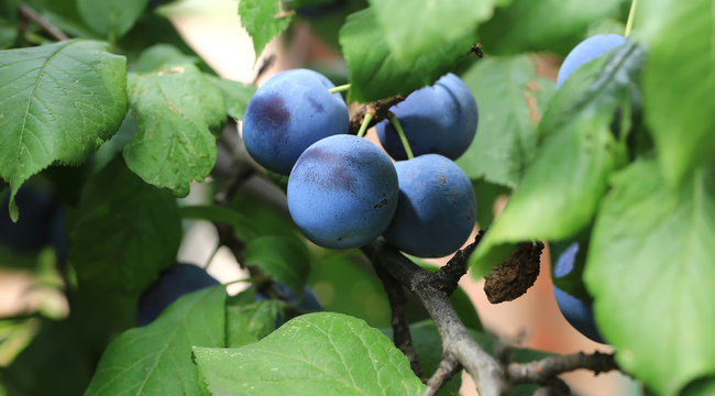 plums on the tree shallow depth of field Summer village