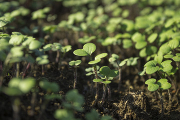 Young mustard plants