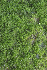 Fototapeta na wymiar Green wet moss on road