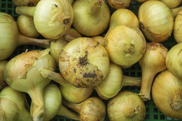 Food background with yellow onions