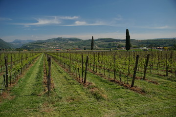 Veneto region summer wineyards