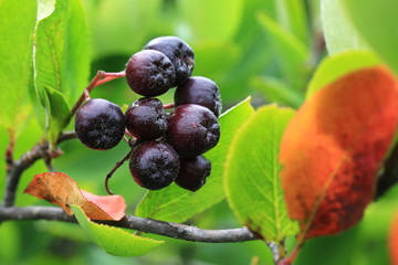 black chokeberry in the garden