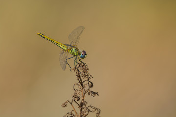 Dragonfly sitting on top of a stalk