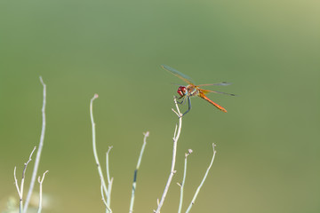 Dragonfly sitting on top of a stalk
