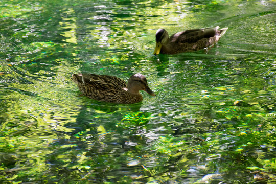 Duck swimming in clear water on Sourge river, Provence, France