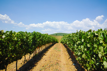 Fototapeta na wymiar Tuscany hills vineyards, Italy