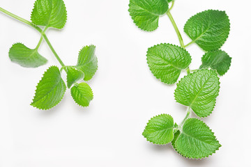 Branches and leafs of the mint on white background