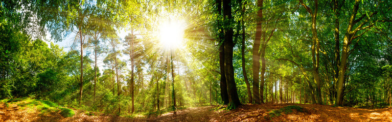 Fototapeta na wymiar Waldpanorama mit Sonnenstrahlen