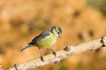 Obraz premium Herrerillo comun joven, Cyanistes caeruleus, posado en una rama de arbol