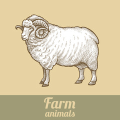 Cattle ram. Series vector illustration of farm animals. Style vintage engraving.