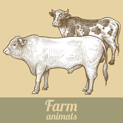 Cattle Bull and cow. Series vector illustration of farm animals. Style vintage engraving.