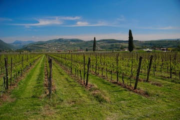 Fototapeta premium Veneto region summer wineyards