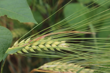 spring barley ears