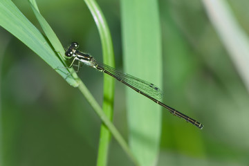 Bluet Damselfly