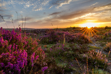 sunrise glow over heather on colorful heathland