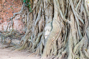 Head parts ruins of ancient buddha statue were covered up the roots of a banyan tree on the old wall at Wat Phra Mahathat temple in Phra Nakhon Si Ayutthaya Historical Park, Thailand