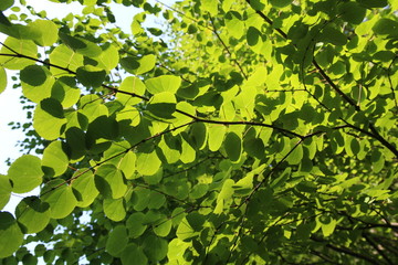 Fototapeta na wymiar The Katsura tree, native to Japan. Native to China and Japan. Cercidiphyllum japonicum Small pods on female trees.Large deciduous trees. One of the largest hardwoods in Asia
