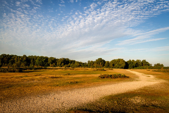 path on heathland common in morning sun