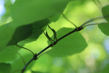 The Katsura tree, native to Japan. Native to China and Japan.  Cercidiphyllum japonicum
Small pods on female trees.Large deciduous trees. One of the largest hardwoods in Asia